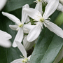 Clematis wit groenblijvend